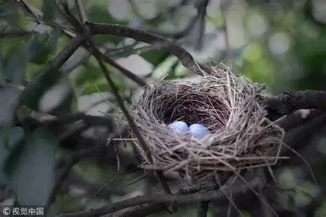 家中有鳥來築巢